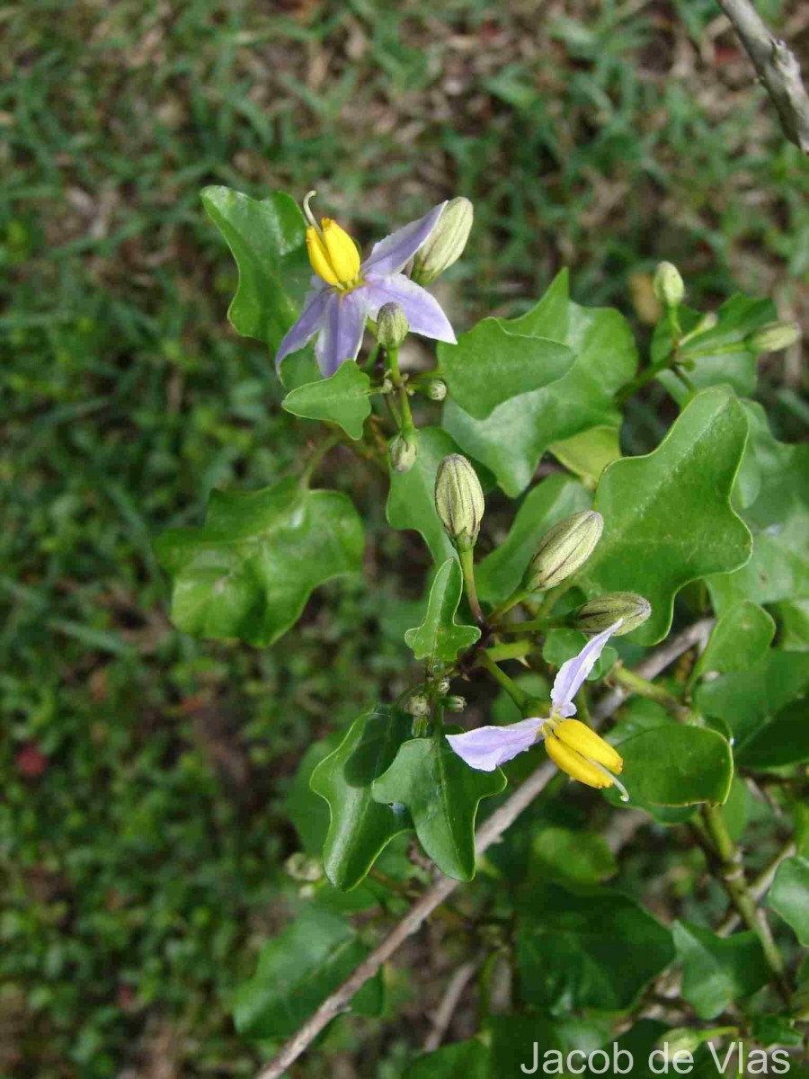 Solanum tuberosum L.